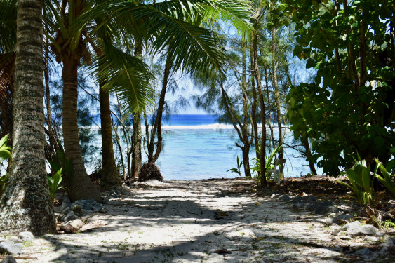 Beach Access thru iron wood trees